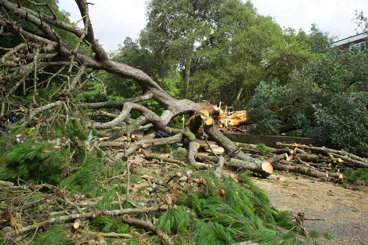 Emergency Storm Tree Removal